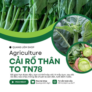 Cải Rổ Thân To Trang Nông TN78 (20grram), hạt giống nảy mầm tốt, năng suất cao, trông quanh năm