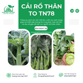 Cải Rổ Thân To Trang Nông TN78 (20grram), hạt giống nảy mầm tốt, năng suất cao, trông quanh năm