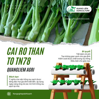 Cải Rổ Thân To Trang Nông TN78 (20grram), hạt giống nảy mầm tốt, năng suất cao, trông quanh năm