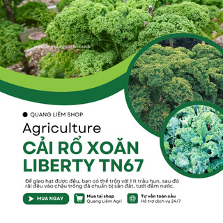 Cải Rổ Xoăn Liberty Trang Nông 67 (Kale) (10gram), hạt giống nảy mầm tốt, năng suất cao
