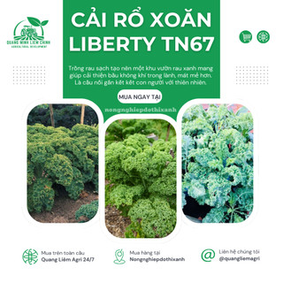 Cải Rổ Xoăn Liberty Trang Nông 67 (Kale) (10gram), hạt giống nảy mầm tốt, năng suất cao