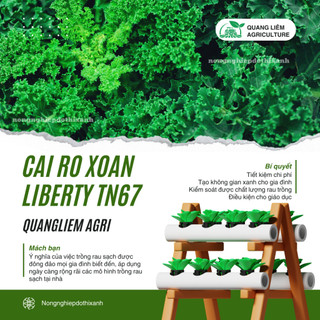 Cải Rổ Xoăn Liberty Trang Nông 67 (Kale) (10gram), hạt giống nảy mầm tốt, năng suất cao