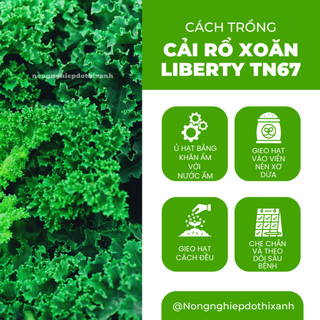 Cải Rổ Xoăn Liberty Trang Nông 67 (Kale) (10gram), hạt giống nảy mầm tốt, năng suất cao