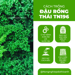 Đậu Rồng Thái Trang Nông 196 (20gram), Hạt Giống Nảy Mầm Tốt, Năng Suất Cao, Trông Quanh Năm