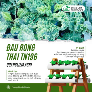 Đậu Rồng Thái Trang Nông 196 (20gram), Hạt Giống Nảy Mầm Tốt, Năng Suất Cao, Trông Quanh Năm
