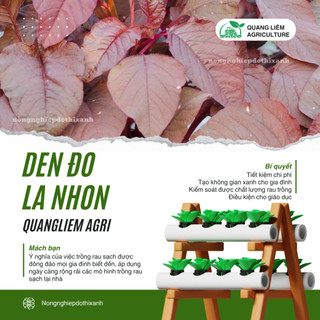 Dền Đỏ Lá Nhọn Trang Nông (50gram), Hạt Giống Nảy Mầm Tốt, Năng Suất Cao, Trông Quanh Năm