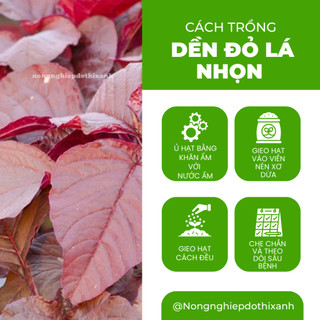 Dền Đỏ Lá Nhọn Trang Nông (50gram), Hạt Giống Nảy Mầm Tốt, Năng Suất Cao, Trông Quanh Năm