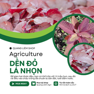 Dền Đỏ Lá Nhọn Trang Nông (50gram), Hạt Giống Nảy Mầm Tốt, Năng Suất Cao, Trông Quanh Năm