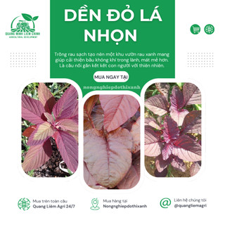 Dền Đỏ Lá Nhọn Trang Nông (50gram), Hạt Giống Nảy Mầm Tốt, Năng Suất Cao, Trông Quanh Năm
