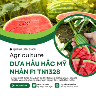 Dưa Hấu Hắc Mỹ Nhân Trang Nông F1 TN1328 (1gr), Hạt Giống Nảy Mầm Tốt, Năng Suất Cao Trông Quanh Năm