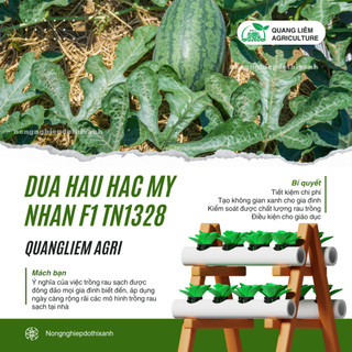 Dưa Hấu Hắc Mỹ Nhân Trang Nông F1 TN1328 (1gr), Hạt Giống Nảy Mầm Tốt, Năng Suất Cao Trông Quanh Năm
