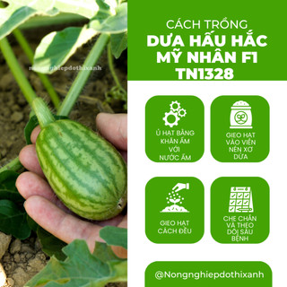 Dưa Hấu Hắc Mỹ Nhân Trang Nông F1 TN1328 (1gr), Hạt Giống Nảy Mầm Tốt, Năng Suất Cao Trông Quanh Năm