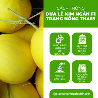 Dưa Lê Kim Ngân F1 TN463 (1gr) Trang Nông, Hạt Giống Nảy Mầm Tốt, Năng Suất Cao, Trông Quanh Năm