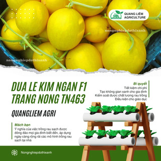 Dưa Lê Kim Ngân F1 TN463 (1gr) Trang Nông, Hạt Giống Nảy Mầm Tốt, Năng Suất Cao, Trông Quanh Năm