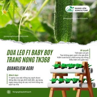 Dưa Leo F1 Baby Boy TN368 (1gr) Trang Nông, Hạt Giống Nảy Mầm Tốt, Năng Suất Cao, Trông Quanh Năm