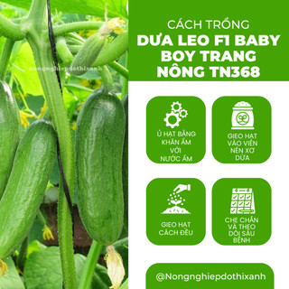 Dưa Leo F1 Baby Boy TN368 (1gr) Trang Nông, Hạt Giống Nảy Mầm Tốt, Năng Suất Cao, Trông Quanh Năm