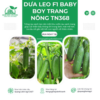 Dưa Leo F1 Baby Boy TN368 (1gr) Trang Nông, Hạt Giống Nảy Mầm Tốt, Năng Suất Cao, Trông Quanh Năm