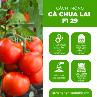Hạt Giống Cà Chua Lai F1 RADO 29 (Gói 0,3g~70 Hạt) Rạng Đông, Cây Phát Triển Mạnh, Trồng Quanh Năm