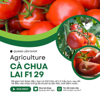 Hạt Giống Cà Chua Lai F1 RADO 29 (Gói 0,3g~70 Hạt) Rạng Đông, Cây Phát Triển Mạnh, Trồng Quanh Năm