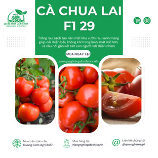 Hạt Giống Cà Chua Lai F1 RADO 29 (Gói 0,3g~70 Hạt) Rạng Đông, Cây Phát Triển Mạnh, Trồng Quanh Năm