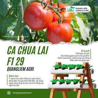 Hạt Giống Cà Chua Lai F1 RADO 29 (Gói 0,3g~70 Hạt) Rạng Đông, Cây Phát Triển Mạnh, Trồng Quanh Năm