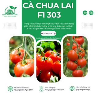 Hạt Giống Cà Chua Beef Lai F1 Sesa RADO 303 (Gói 5 Hạt) Rạng Đông, Dễ Chăm Sóc, Phát Triển Mạnh
