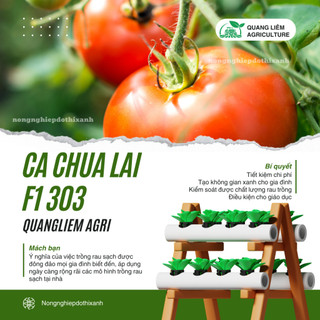 Hạt Giống Cà Chua Beef Lai F1 Sesa RADO 303 (Gói 5 Hạt) Rạng Đông, Dễ Chăm Sóc, Phát Triển Mạnh