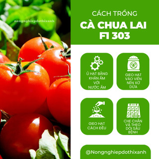 Hạt Giống Cà Chua Beef Lai F1 Sesa RADO 303 (Gói 5 Hạt) Rạng Đông, Dễ Chăm Sóc, Phát Triển Mạnh