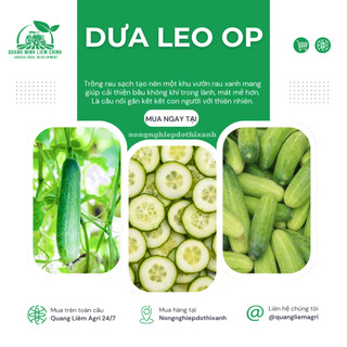 Hạt Giống Dưa Leo OP RADO (Gói 5g~80 Hạt) Rạng Đông, Sinh Trưởng Khỏe, Nhanh Thu Hoạch
