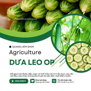 Hạt Giống Dưa Leo OP RADO (Gói 5g~80 Hạt) Rạng Đông, Sinh Trưởng Khỏe, Nhanh Thu Hoạch