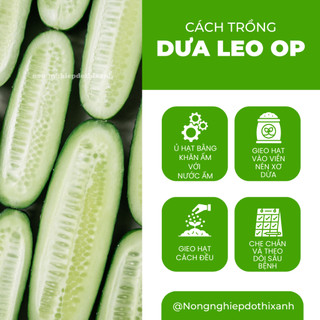 Hạt Giống Dưa Leo OP RADO (Gói 5g~80 Hạt) Rạng Đông, Sinh Trưởng Khỏe, Nhanh Thu Hoạch