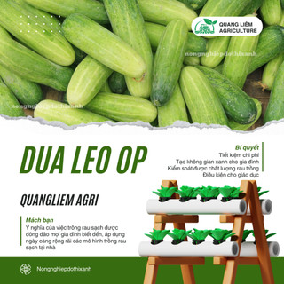 Hạt Giống Dưa Leo OP RADO (Gói 5g~80 Hạt) Rạng Đông, Sinh Trưởng Khỏe, Nhanh Thu Hoạch