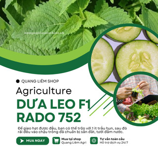 Hạt Giống Dưa Leo RADO 752 (Gói 2g~40 Hạt) Rạng Đông, Trái Dài, Sai Quả