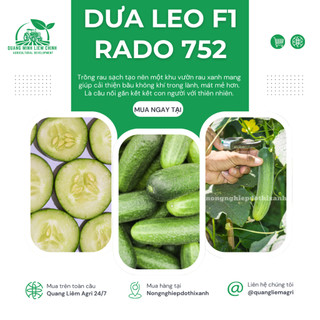 Hạt Giống Dưa Leo RADO 752 (Gói 2g~40 Hạt) Rạng Đông, Trái Dài, Sai Quả