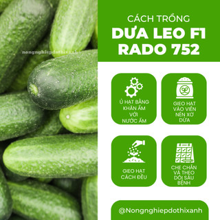 Hạt Giống Dưa Leo RADO 752 (Gói 2g~40 Hạt) Rạng Đông, Trái Dài, Sai Quả