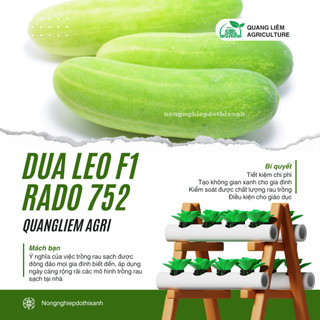 Hạt Giống Dưa Leo RADO 752 (Gói 2g~40 Hạt) Rạng Đông, Trái Dài, Sai Quả