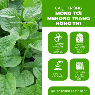 Mồng Tơi Mekong Trang Nông TN1 (50gram), Hạt Giống Nảy Mầm Tốt, Năng Suất Cao, Trông Quanh Năm