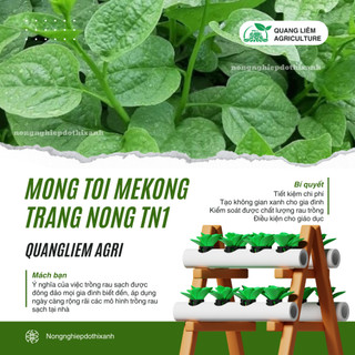 Mồng Tơi Mekong Trang Nông TN1 (50gram), Hạt Giống Nảy Mầm Tốt, Năng Suất Cao, Trông Quanh Năm