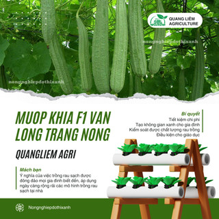 Mướp Khía F1 Vân Long TRANG NÔNG TN308 (1gr), Hạt Giống Nảy Mầm Tốt, Năng Suất Cao, Trông Quanh Năm