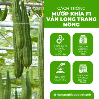 Mướp Khía F1 Vân Long TRANG NÔNG TN308 (1gr), Hạt Giống Nảy Mầm Tốt, Năng Suất Cao, Trông Quanh Năm