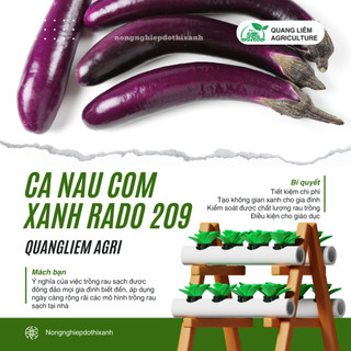 Hạt Giống Cà Nâu Cơm Xanh RADO 209 (Gói 0,5g~100 Hạt) Rạng Đông, Sinh Trưởng Khỏe, Trồng Quanh Năm