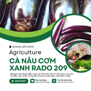 Hạt Giống Cà Nâu Cơm Xanh RADO 209 (Gói 0,5g~100 Hạt) Rạng Đông, Sinh Trưởng Khỏe, Trồng Quanh Năm