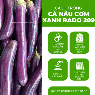 Hạt Giống Cà Nâu Cơm Xanh RADO 209 (Gói 0,5g~100 Hạt) Rạng Đông, Sinh Trưởng Khỏe, Trồng Quanh Năm