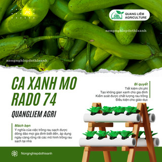 Hạt Giống Cà Xanh Mỡ RADO 74 (Gói 0,2gram~100 Hạt) Rạng Đông, Sai Trái, Ít Sâu Bệnh, Trồng Quanh Năm