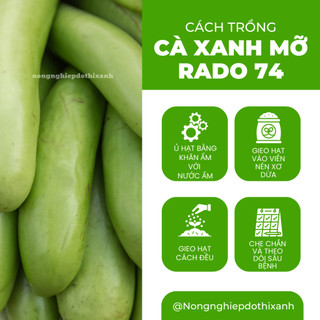 Hạt Giống Cà Xanh Mỡ RADO 74 (Gói 0,2gram~100 Hạt) Rạng Đông, Sai Trái, Ít Sâu Bệnh, Trồng Quanh Năm