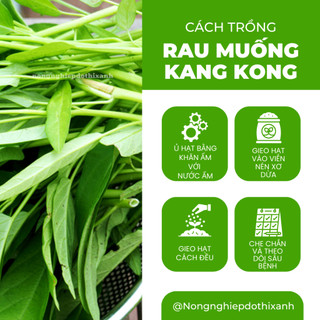 Rau Muống KANG KONG TN TRANG NÔNG (100gr), Hạt Giống Nảy Mầm Tốt, Năng Suất Cao, Trông Quanh Năm