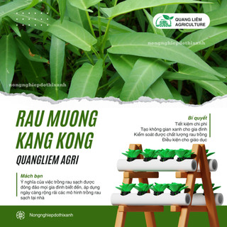 Rau Muống KANG KONG TN TRANG NÔNG (100gr), Hạt Giống Nảy Mầm Tốt, Năng Suất Cao, Trông Quanh Năm