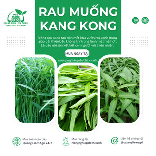 Rau Muống KANG KONG TN TRANG NÔNG (100gr), Hạt Giống Nảy Mầm Tốt, Năng Suất Cao, Trông Quanh Năm