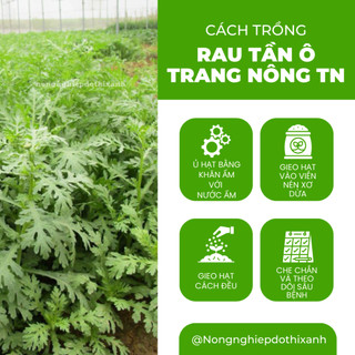 Rau Tần Ô TRANG NÔNG TN (20gr), (100gram) Trang Nông, Hạt Giống Nảy Mầm Tốt, Năng Suất Cao Quanh Năm