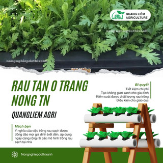 Rau Tần Ô TRANG NÔNG TN (20gr), (100gram) Trang Nông, Hạt Giống Nảy Mầm Tốt, Năng Suất Cao Quanh Năm
